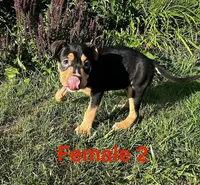 Makeda , a female American Bully for sale in East Stroudsburg, PA – 10 of 10