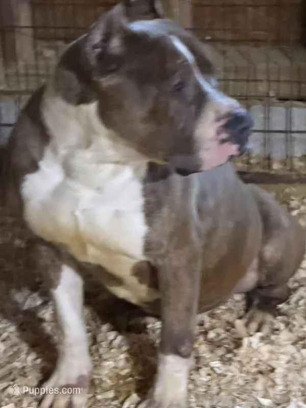 Lucy – American Bully puppy for sale in East Stroudsburg, PA