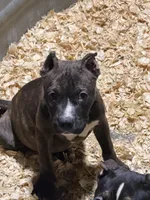 Heineken , a male American Bully for sale in East Stroudsburg, PA – 10 of 10