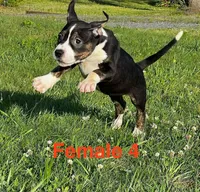 Lucy, a female American Bully for sale in East Stroudsburg, PA – 6 of 10
