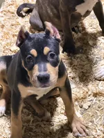 Makeda , a female American Bully for sale in East Stroudsburg, PA – 9 of 10
