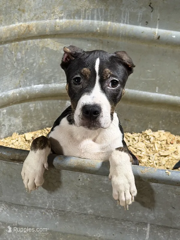 Lucy – American Bully puppy for sale in East Stroudsburg, PA
