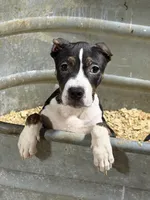 Lucy, a female American Bully for sale in East Stroudsburg, PA – 1 of 10