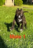 Heineken , a male American Bully for sale in East Stroudsburg, PA – 2 of 10