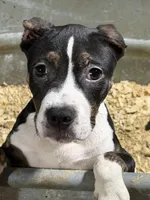 Lucy, a female American Bully for sale in East Stroudsburg, PA – 2 of 10