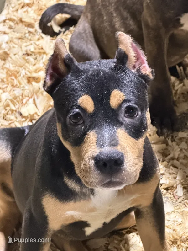 Makeda  – American Bully puppy for sale in East Stroudsburg, PA
