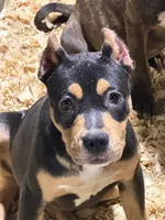 Makeda , a female American Bully for sale in East Stroudsburg, PA – 1 of 10