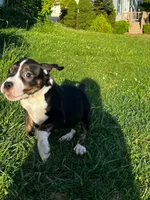 Lucy, a female American Bully for sale in East Stroudsburg, PA – 10 of 10