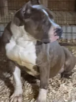 Heineken , a male American Bully for sale in East Stroudsburg, PA – 2 of 10