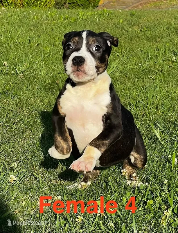 Lucy – American Bully puppy for sale in East Stroudsburg, PA