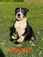 Lucy, a female American Bully for sale in East Stroudsburg, PA – 1 of 10