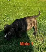 Heineken , a male American Bully for sale in East Stroudsburg, PA – 10 of 10