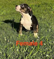 Lucy, a female American Bully for sale in East Stroudsburg, PA – 2 of 10
