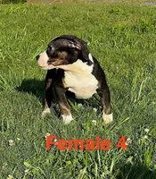 Lucy, a female American Bully for sale in East Stroudsburg, PA – 9 of 10