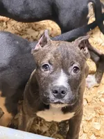 Heineken , a male American Bully for sale in East Stroudsburg, PA – 3 of 10