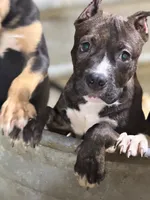 Heineken , a male American Bully for sale in East Stroudsburg, PA – 8 of 10