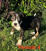 Lucy, a female American Bully for sale in East Stroudsburg, PA – 8 of 10