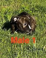 Heineken , a male American Bully for sale in East Stroudsburg, PA – 4 of 10