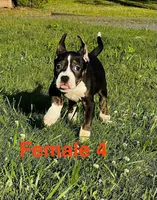 Lucy, a female American Bully for sale in East Stroudsburg, PA – 5 of 10