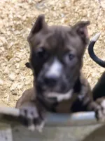 Heineken , a male American Bully for sale in East Stroudsburg, PA – 4 of 10