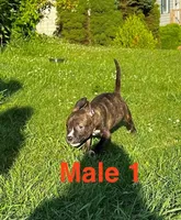 Heineken , a male American Bully for sale in East Stroudsburg, PA – 8 of 10