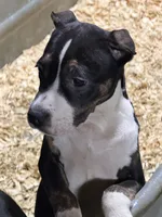 Lucy, a female American Bully for sale in East Stroudsburg, PA – 5 of 10
