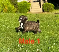 Heineken , a male American Bully for sale in East Stroudsburg, PA – 7 of 10