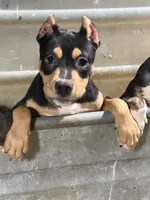 Makeda , a female American Bully for sale in East Stroudsburg, PA – 2 of 10