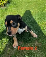 Makeda , a female American Bully for sale in East Stroudsburg, PA – 8 of 10