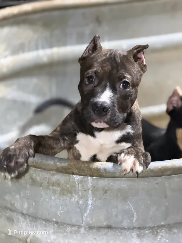 Heineken  – American Bully puppy for sale in East Stroudsburg, PA