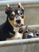 Makeda , a female American Bully for sale in East Stroudsburg, PA – 3 of 10