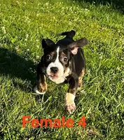 Lucy, a female American Bully for sale in East Stroudsburg, PA – 4 of 10
