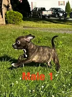 Heineken , a male American Bully for sale in East Stroudsburg, PA – 3 of 10