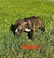 Heineken , a male American Bully for sale in East Stroudsburg, PA – 9 of 10