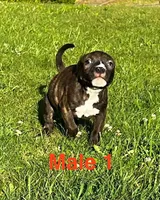 Heineken , a male American Bully for sale in East Stroudsburg, PA – 5 of 10
