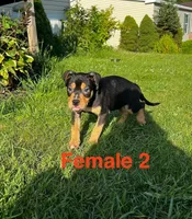 Makeda , a female American Bully for sale in East Stroudsburg, PA – 9 of 10
