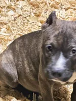 Heineken , a male American Bully for sale in East Stroudsburg, PA – 7 of 10