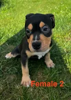 Makeda , a female American Bully for sale in East Stroudsburg, PA – 7 of 10
