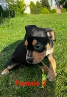 Makeda , a female American Bully for sale in East Stroudsburg, PA – 3 of 10