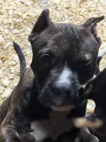 Heineken , a male American Bully for sale in East Stroudsburg, PA – 6 of 10