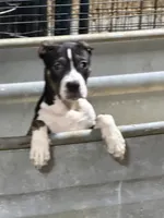 Lucy, a female American Bully for sale in East Stroudsburg, PA – 10 of 10