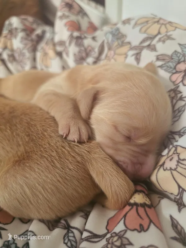 Nora – Golden Retriever puppy for sale in Merritt Island, FL