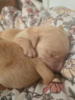 Nora, a female Golden Retriever for sale in Merritt Island, FL – Photo 1 of 5