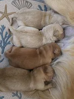 Nora, a female Golden Retriever for sale in Merritt Island, FL – Photo 2 of 5