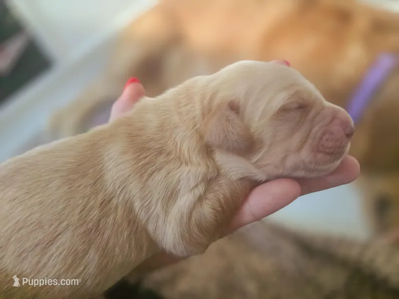 Oakley – Golden Retriever puppy for sale in Merritt Island, FL
