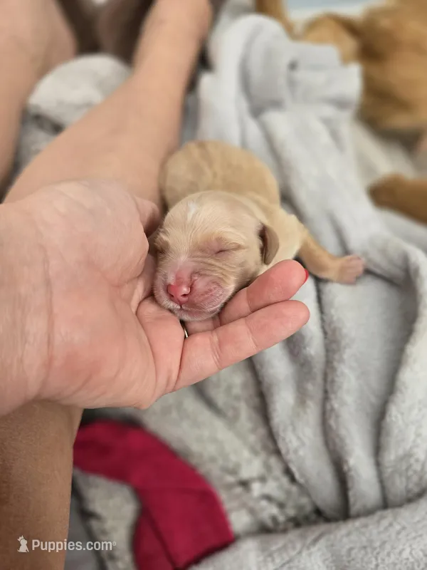 Oakley – Golden Retriever puppy for sale in Merritt Island, FL