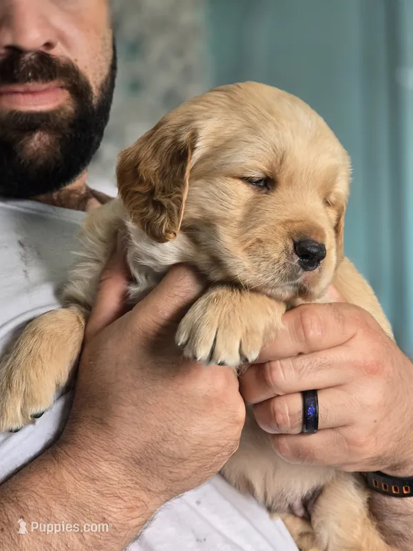 Ellie – Golden Retriever puppy for sale in Merritt Island, FL