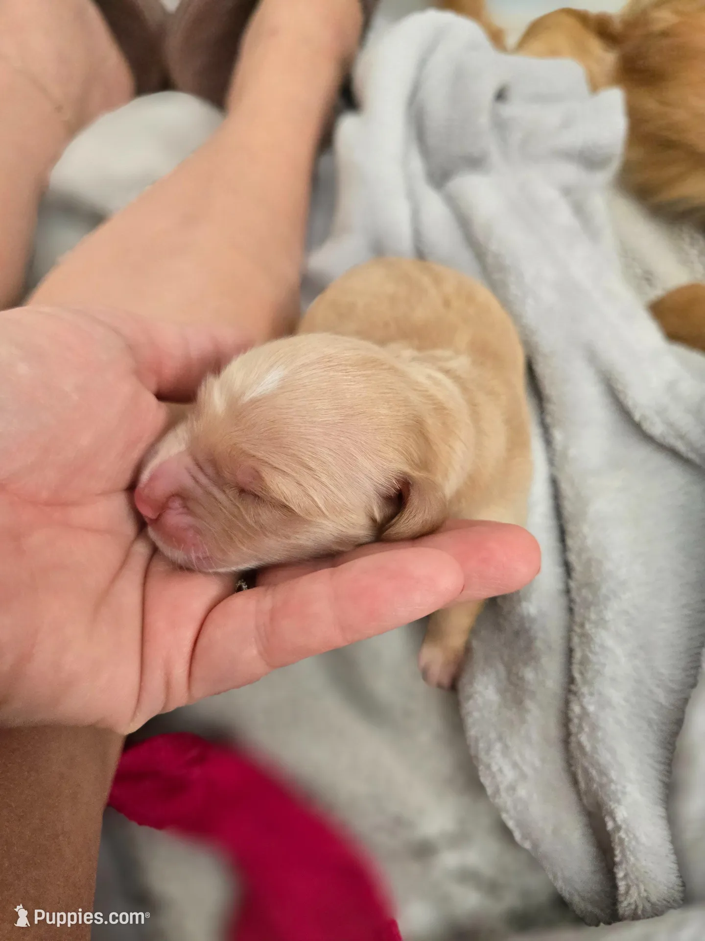 Biscuit, a female Golden Retriever for sale in Merritt Island, FL – Photo 1 of 2