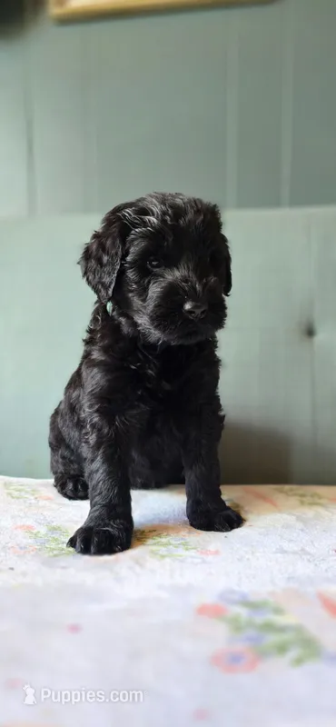 Pickles – Giant Schnauzer puppy for sale in Findlay, OH