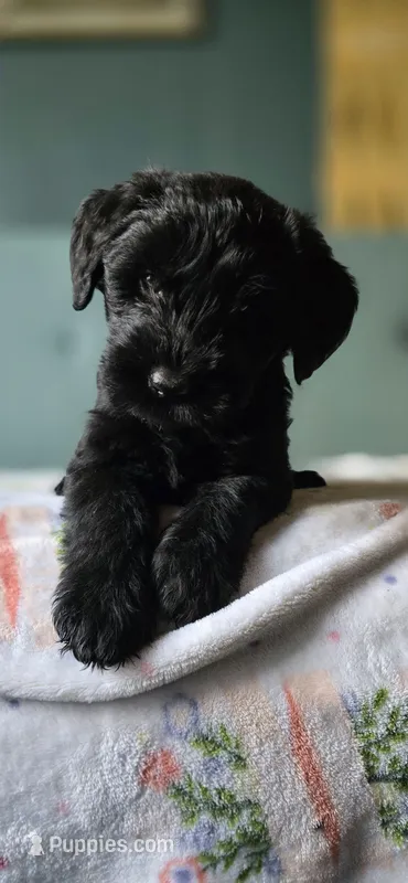 Poptart – Giant Schnauzer puppy for sale in Findlay, OH